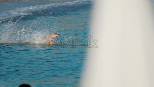 Video - A wet dog joyfully runs along the shoreline, reflecting energy and freedom