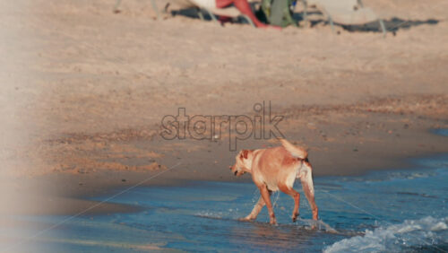 Video - A dog swims confidently in the calm blue sea near the shore