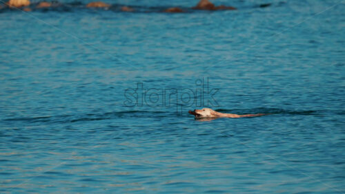 Video - A wet dog joyfully runs along the shoreline, reflecting energy and freedom