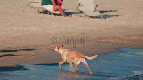 Video - A dog swims confidently in the calm blue sea near the shore