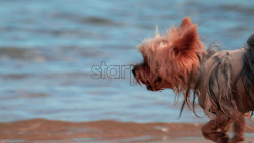Video - A small wet dog walks on the sandy beach near the sea, wearing a harness and leash