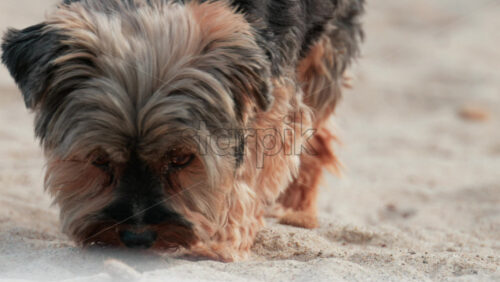 Video - Close up of a small dog exploring and sniffing the sand on a sunny beach