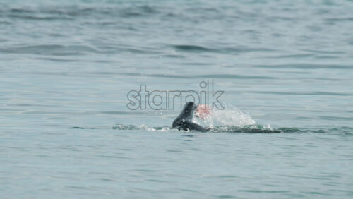 Video - Cannes, France - October 8, 2025: View of a swimmer in wetsuit and cap performing freestyle strokes in open water