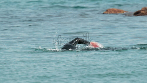 Video - Cannes, France - October 8, 2025: View of a swimmer in wetsuit and cap performing freestyle strokes in open water