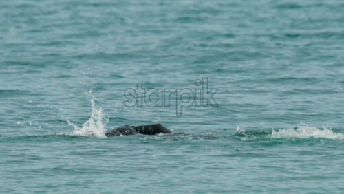 Video - Cannes, France - October 8, 2025: View of a swimmer in wetsuit and cap performing freestyle strokes in open water
