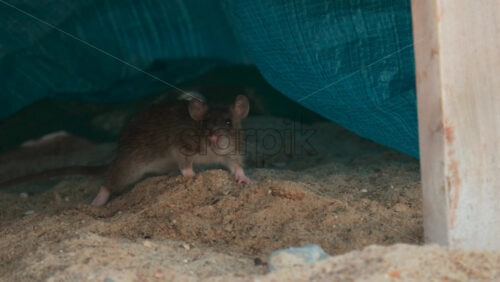 Video - Curious brown rat cautiously exploring a sandy area under a blue tarp