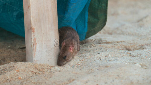 Video - Small brown rat hiding beside a wooden post on sandy ground