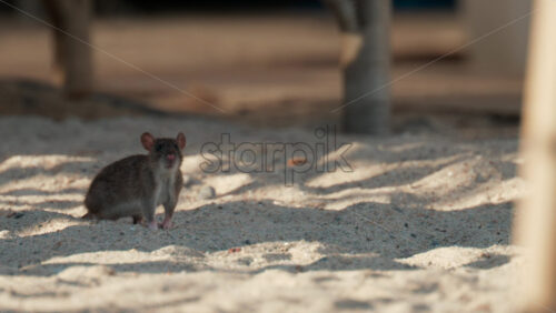 Video - Wild rat standing on sandy surface, attentively observing its surroundings