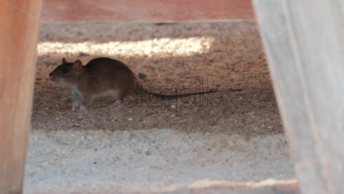 Video - Brown rat walking under a wooden structure in a sandy environment