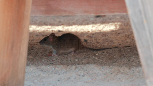 Video - Brown rat walking under a wooden structure in a sandy environment