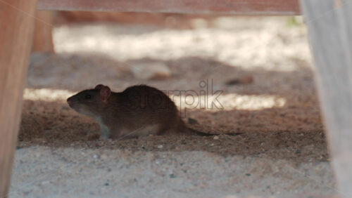 Video - Brown rat walking under a wooden structure in a sandy environment