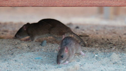 Video - Pair of wild rats interacting on sandy ground under shade