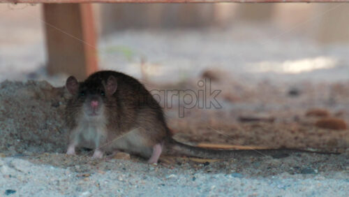 Video - Brown rat walking under a wooden structure in a sandy environment