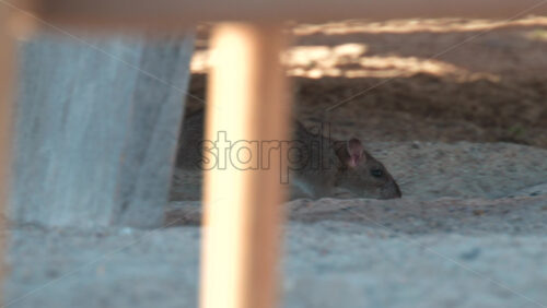 Video - Pair of wild rats interacting on sandy ground under shade