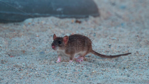 Video - Brown rat walking under a wooden structure in a sandy environment