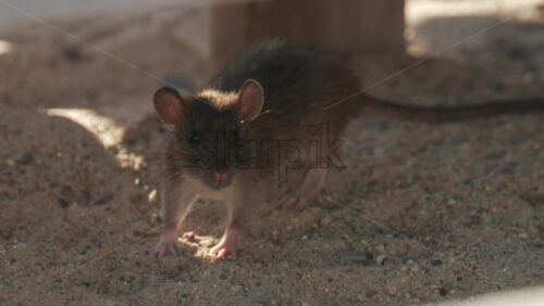 Video - Wild rat standing on sandy surface, attentively observing its surroundings