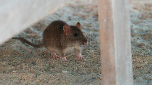 Video - Wild rat standing on sandy surface, attentively observing its surroundings