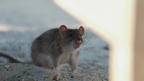 Video - Wild rat standing on sandy surface, attentively observing its surroundings