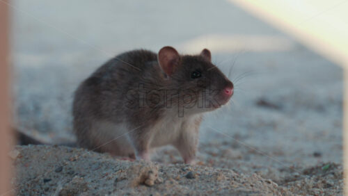 Video - Wild rat standing on sandy surface, attentively observing its surroundings