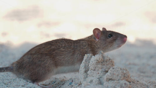 Video - Wild rat standing on sandy surface, attentively observing its surroundings