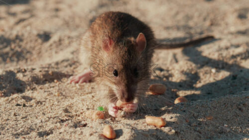 Video - Close up of a brown rat eating scattered peanuts on sand in warm sunlight