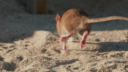 Video - Close up of a brown rat eating scattered peanuts on sand in warm sunlight