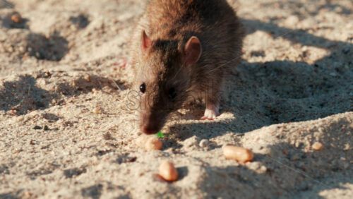 Video - Close up of a brown rat eating scattered peanuts on sand in warm sunlight
