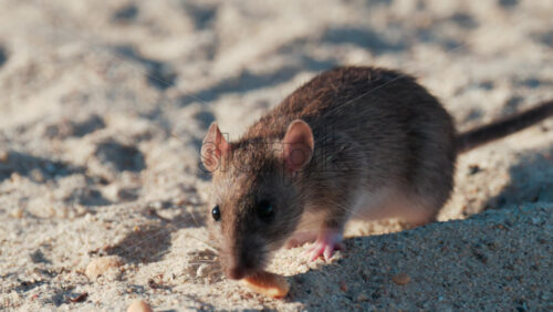 Video - Close up of a brown rat eating scattered peanuts on sand in warm sunlight