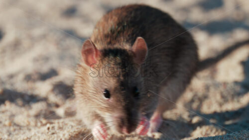Video - Close up of a brown rat eating scattered peanuts on sand in warm sunlight