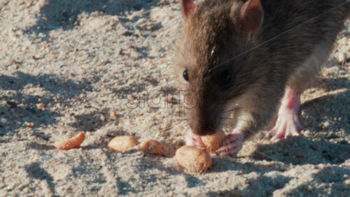 Video - Close up of a brown rat eating scattered peanuts on sand in warm sunlight