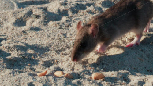 Video - Close up of a brown rat eating scattered peanuts on sand in warm sunlight
