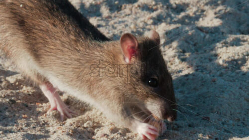 Video - Close up of a brown rat eating scattered peanuts on sand in warm sunlight
