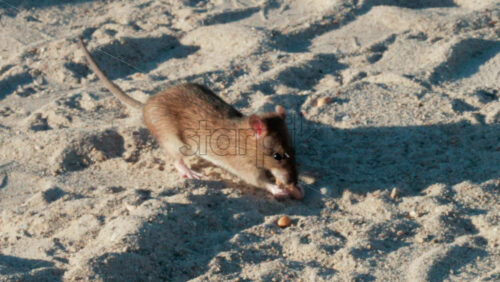 Video - Close up of a brown rat eating scattered peanuts on sand in warm sunlight
