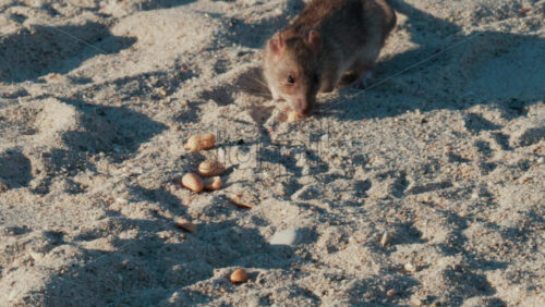 Video - Close up of a brown rat eating scattered peanuts on sand in warm sunlight