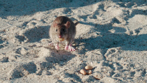 Video - Close up of a brown rat eating scattered peanuts on sand in warm sunlight