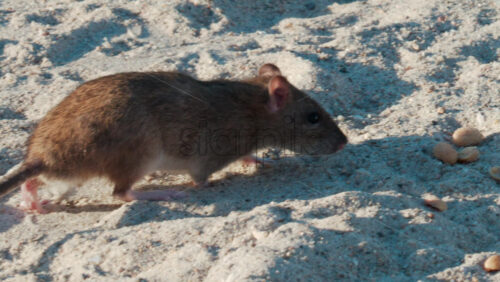 Video - Close up of a brown rat eating scattered peanuts on sand in warm sunlight