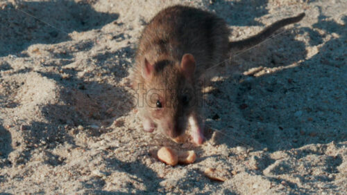 Video - Close up of a brown rat eating scattered peanuts on sand in warm sunlight