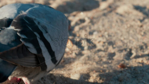 Video - Close up shot of a pigeon pecking at a piece of bread on sandy ground under warm sunlight
