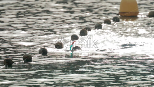 Video - A swimmer with a snorkel glides calmly through the sea near a line of floating buoys