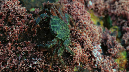 Video - Close up of a green crab crawling over a rocky surface covered in pink coral and marine algae