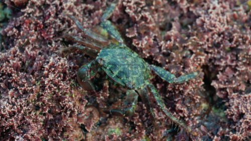 Video - Close up of a green crab crawling over a rocky surface covered in pink coral and marine algae