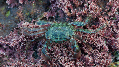 Video - Close up of a green crab crawling over a rocky surface covered in pink coral and marine algae