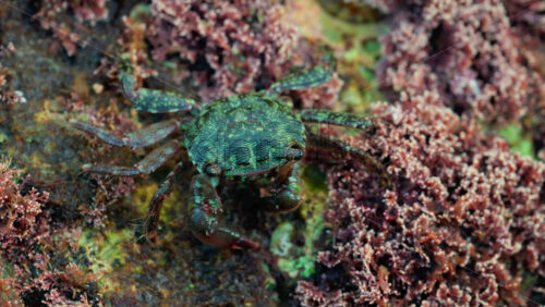 Video - Close up of a green crab crawling over a rocky surface covered in pink coral and marine algae