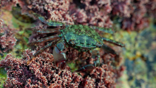 Video - Close up of a green crab crawling over a rocky surface covered in pink coral and marine algae
