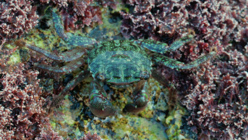 Video - Close up of a green crab crawling over a rocky surface covered in pink coral and marine algae