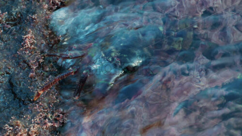 Video - Close up of a green crab crawling over a rocky surface covered in pink coral and marine algae