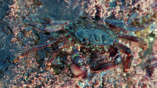 Video - Close up of a green crab crawling over a rocky surface covered in pink coral and marine algae