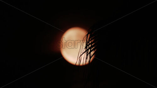 Video - A palm leaf gently moves in front of a glowing moon, creating a serene tropical silhouette