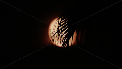 Video - A palm leaf gently moves in front of a glowing moon, creating a serene tropical silhouette