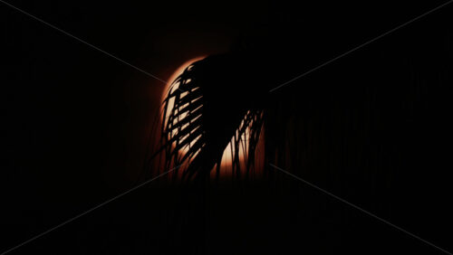 Video - A palm leaf gently moves in front of a glowing moon, creating a serene tropical silhouette